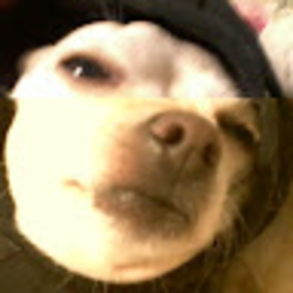 Meet your Posher, Gary